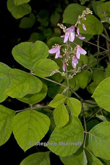 desmodium elegans 2 graphic